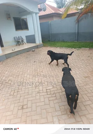 1+ year Male Purebred Rottweiler