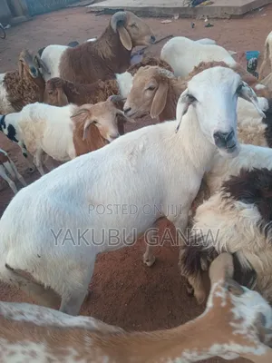 Sheep for Sale