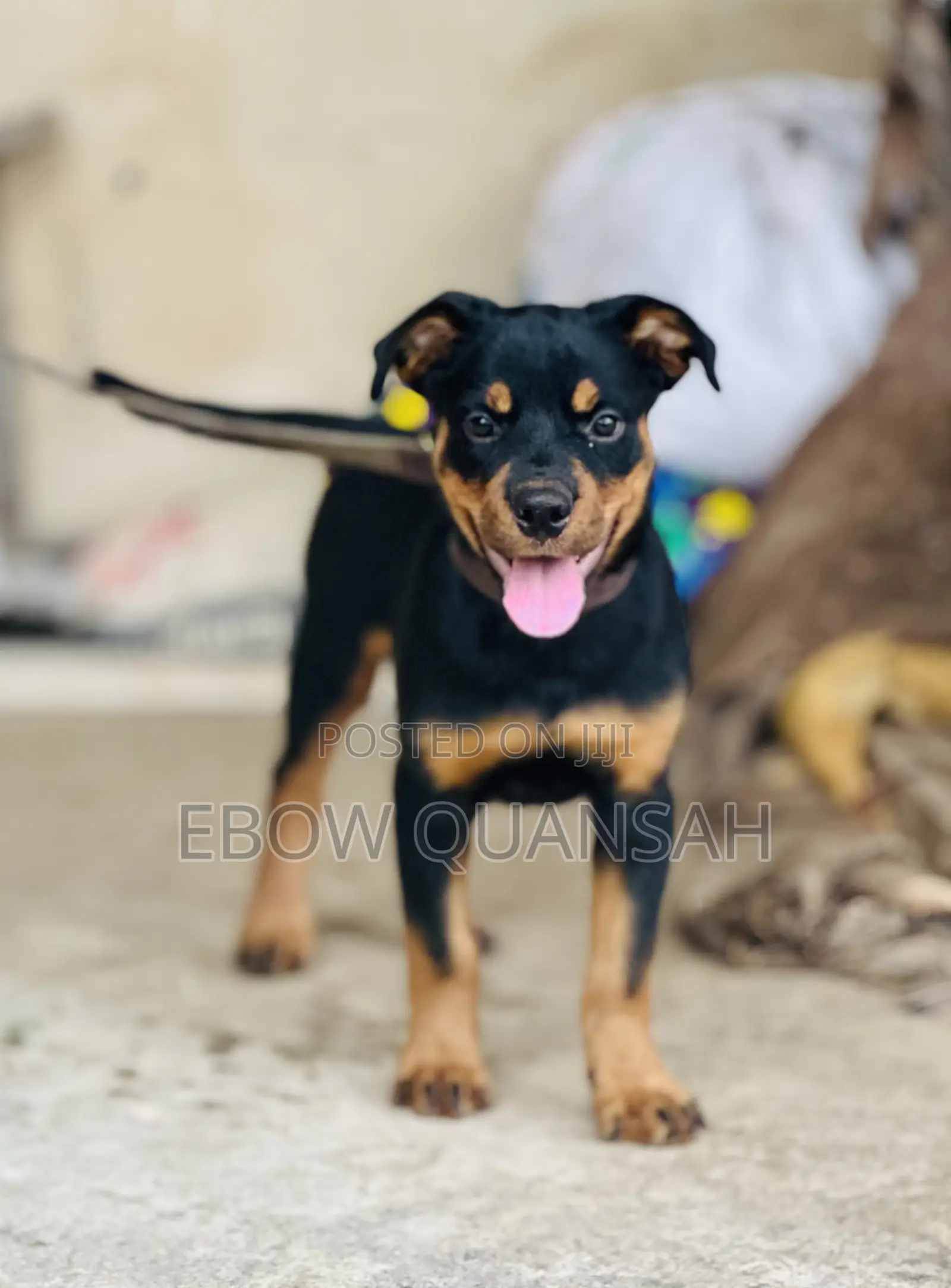 1-3 months Female Purebred Rottweiler
