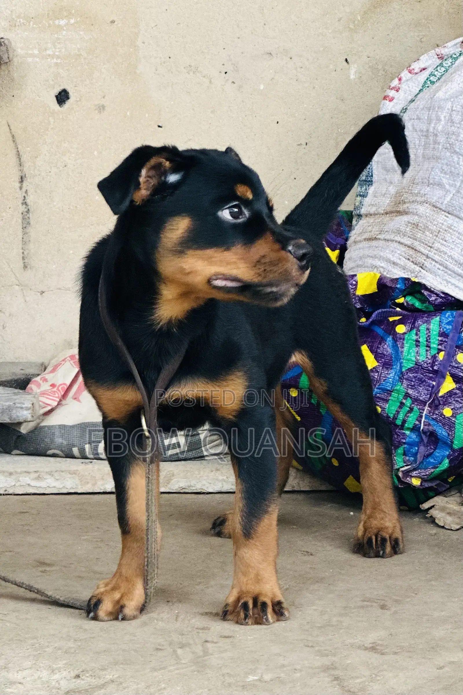 1-3 months Female Purebred Rottweiler