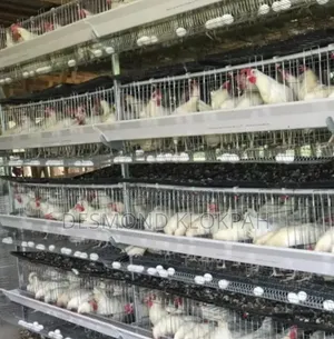 Battery Cages