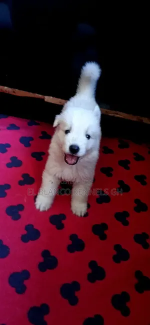 1-3 months Female Purebred White Shepherd