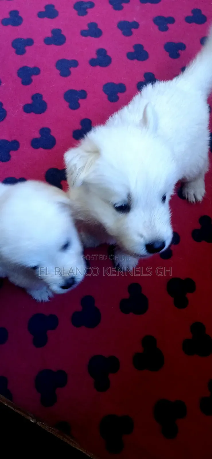 1-3 months Female Purebred White Shepherd