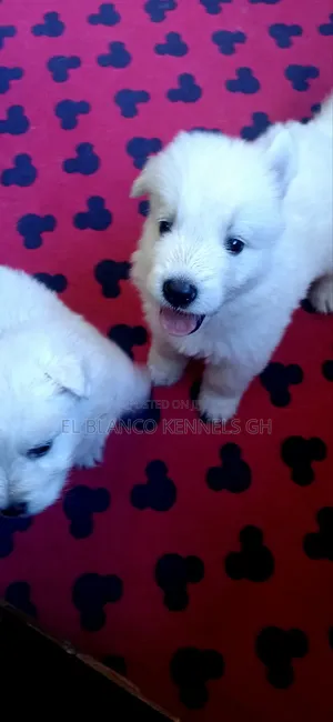 1-3 months Female Purebred White Shepherd