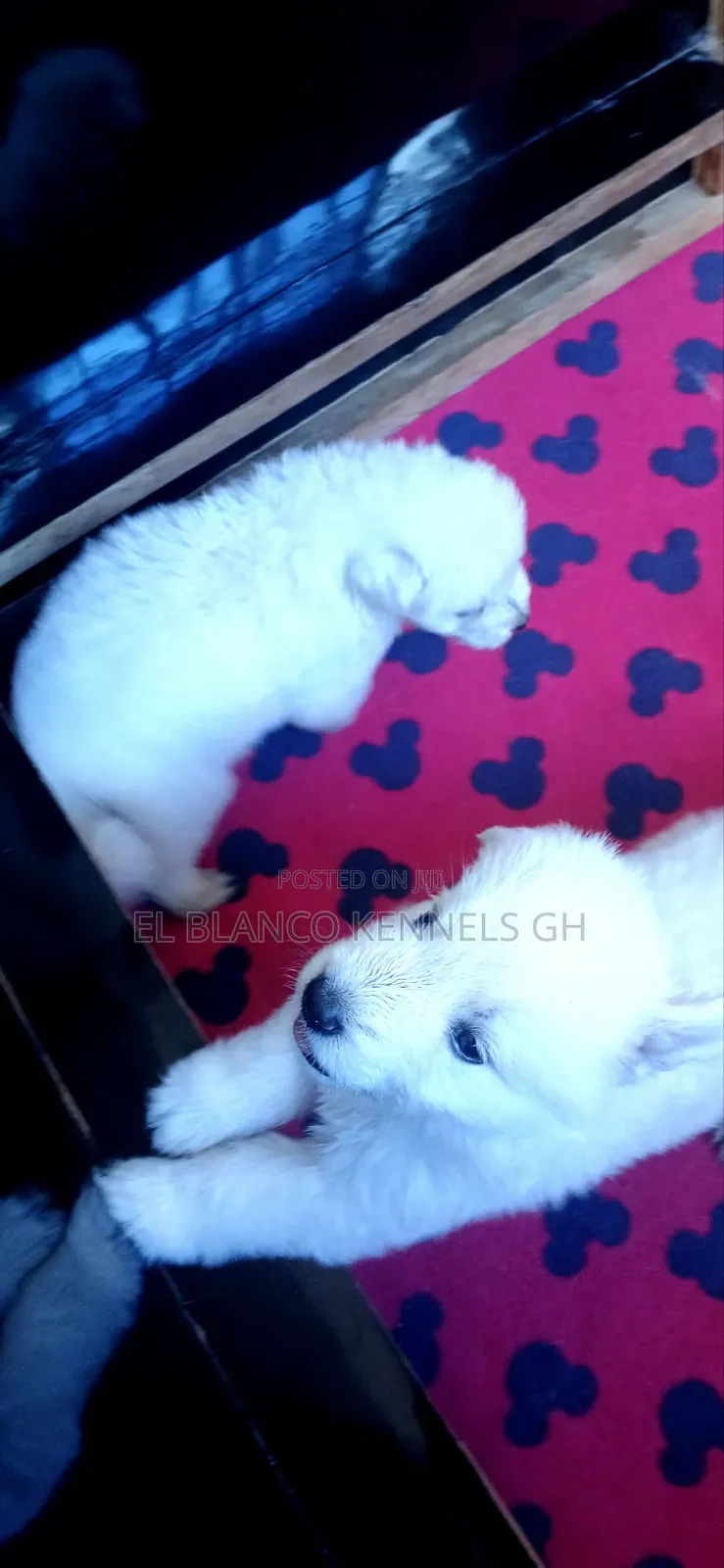1-3 months Female Purebred White Shepherd