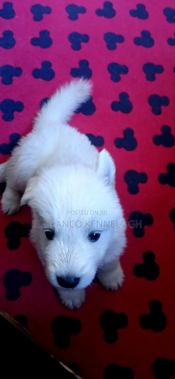 1-3 months Female Purebred White Shepherd