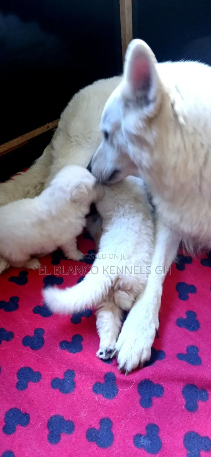 1-3 months Female Purebred White Shepherd