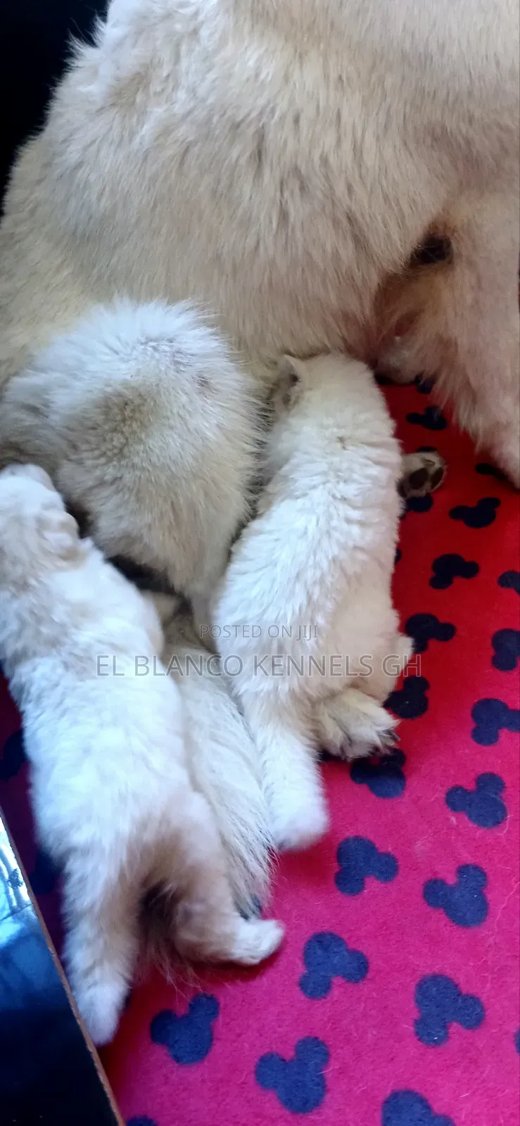 1-3 months Female Purebred White Shepherd
