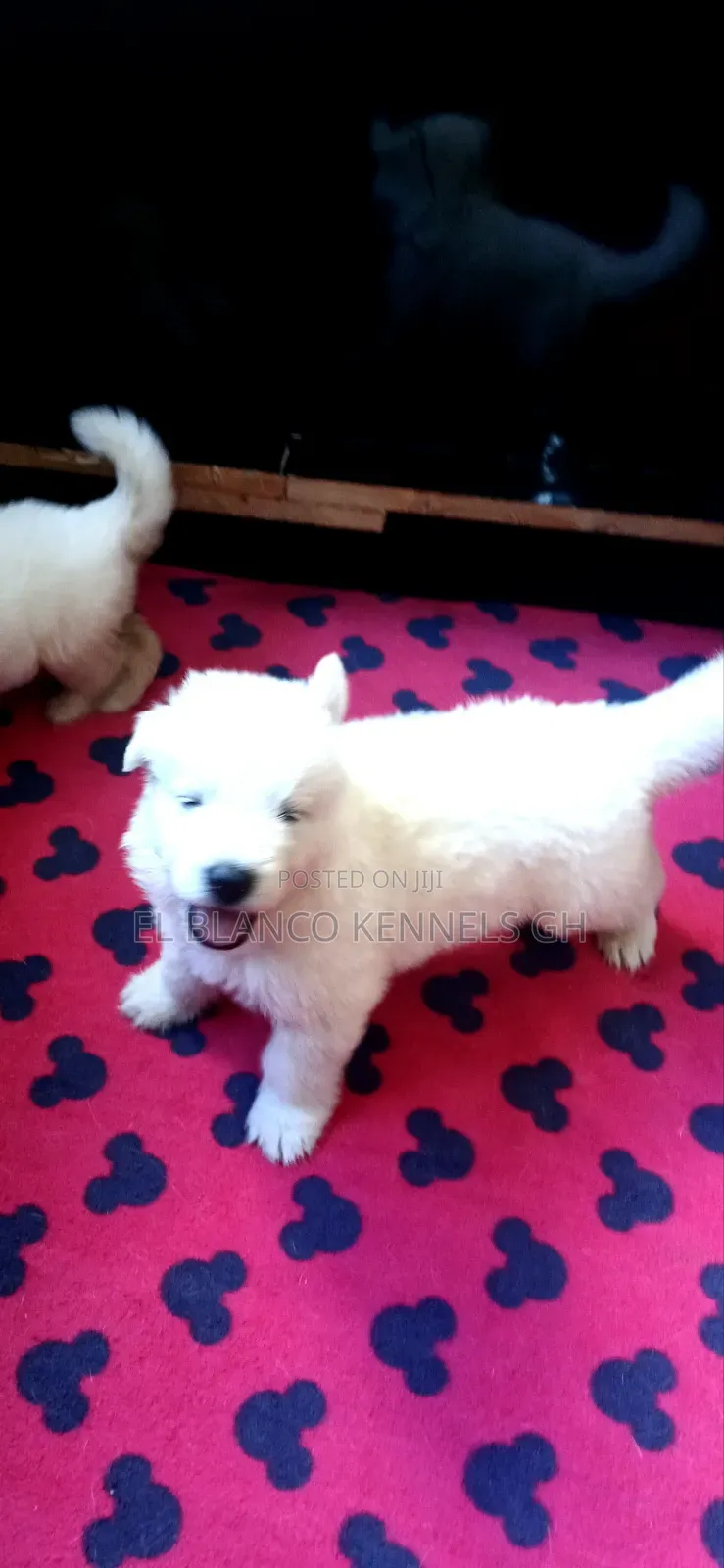 1-3 months Female Purebred White Shepherd