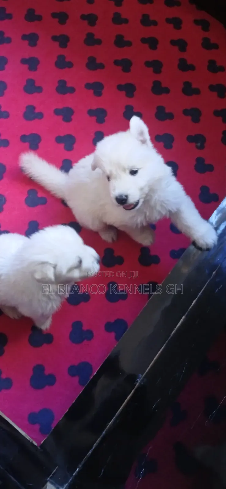 1-3 months Female Purebred White Shepherd