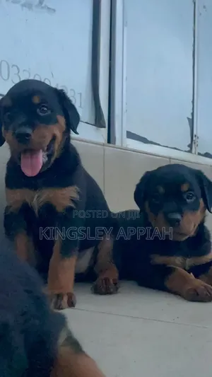 1-3 months Male Purebred Rottweiler