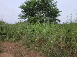 Land at Aboabugya for Sale
