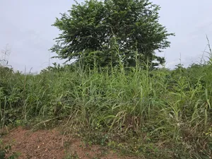 Land at Aboabugya for Sale