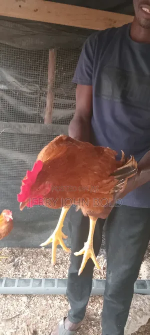 Sasso Birds for Sale