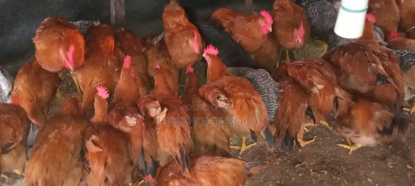 Sasso Birds for Sale