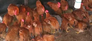 Sasso Birds for Sale