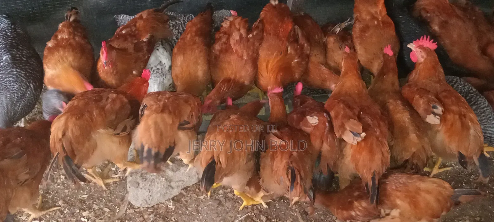 Sasso Birds for Sale