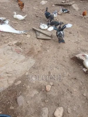 Muscovy Ducks