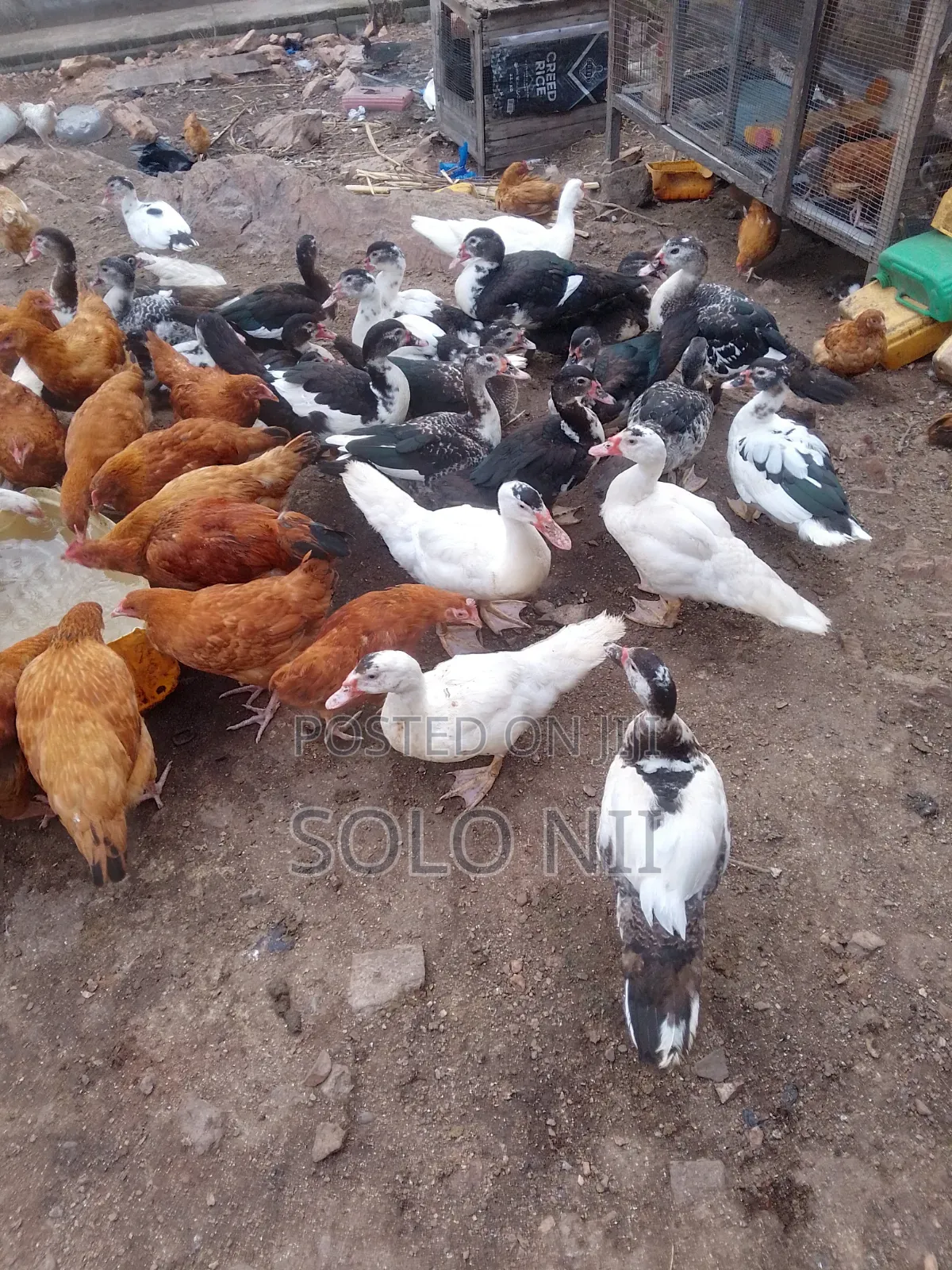 Muscovy Ducks