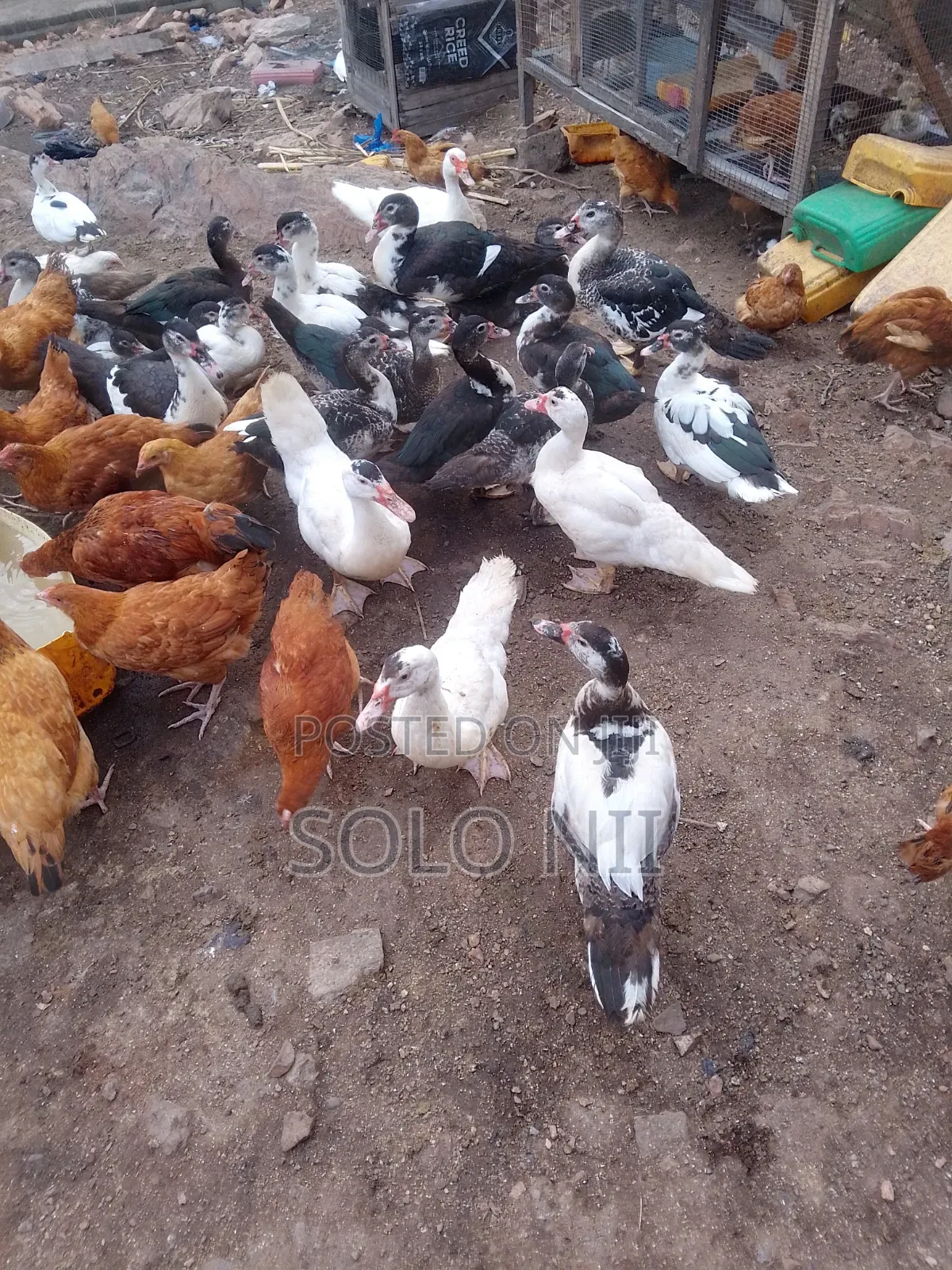 Muscovy Ducks