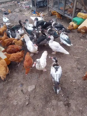 Muscovy Ducks