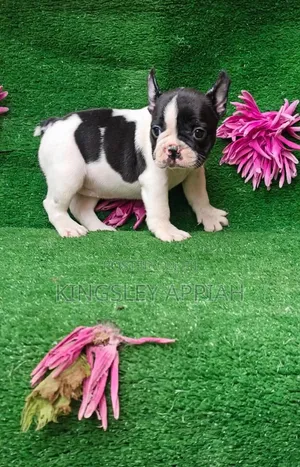 1-3 months Male Purebred French Bulldog
