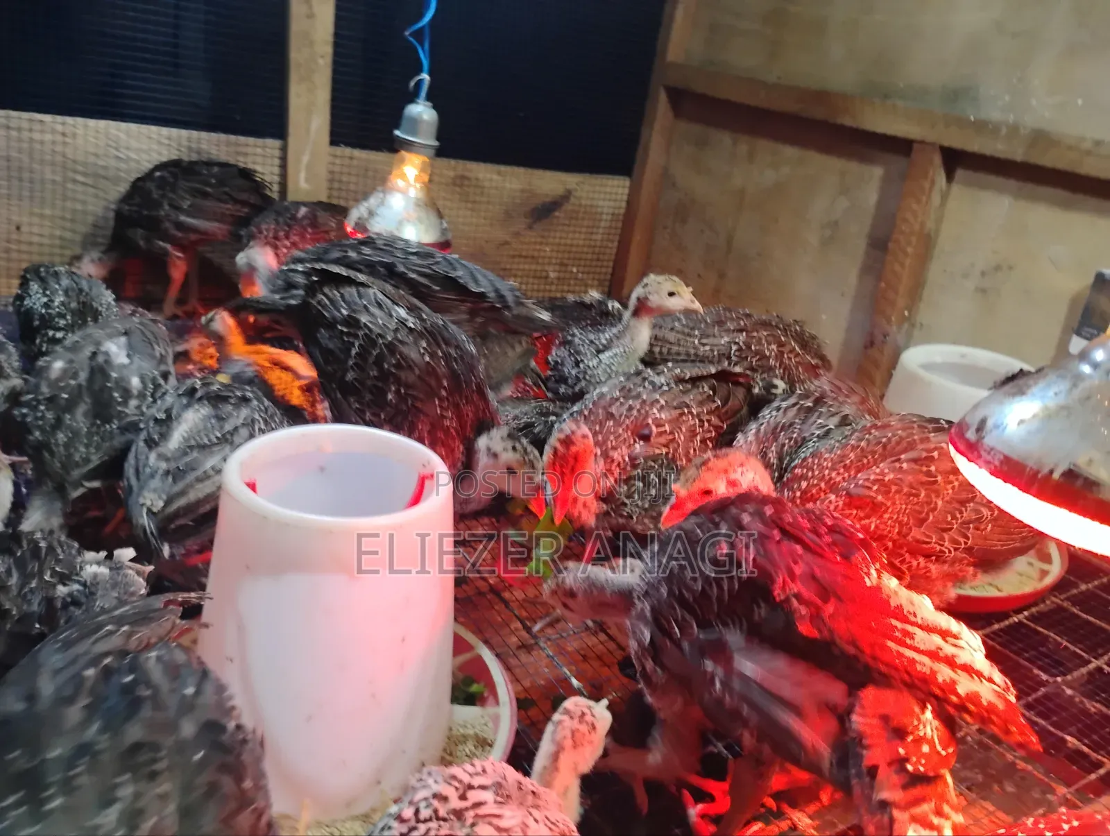 Turkey Poults for Sale