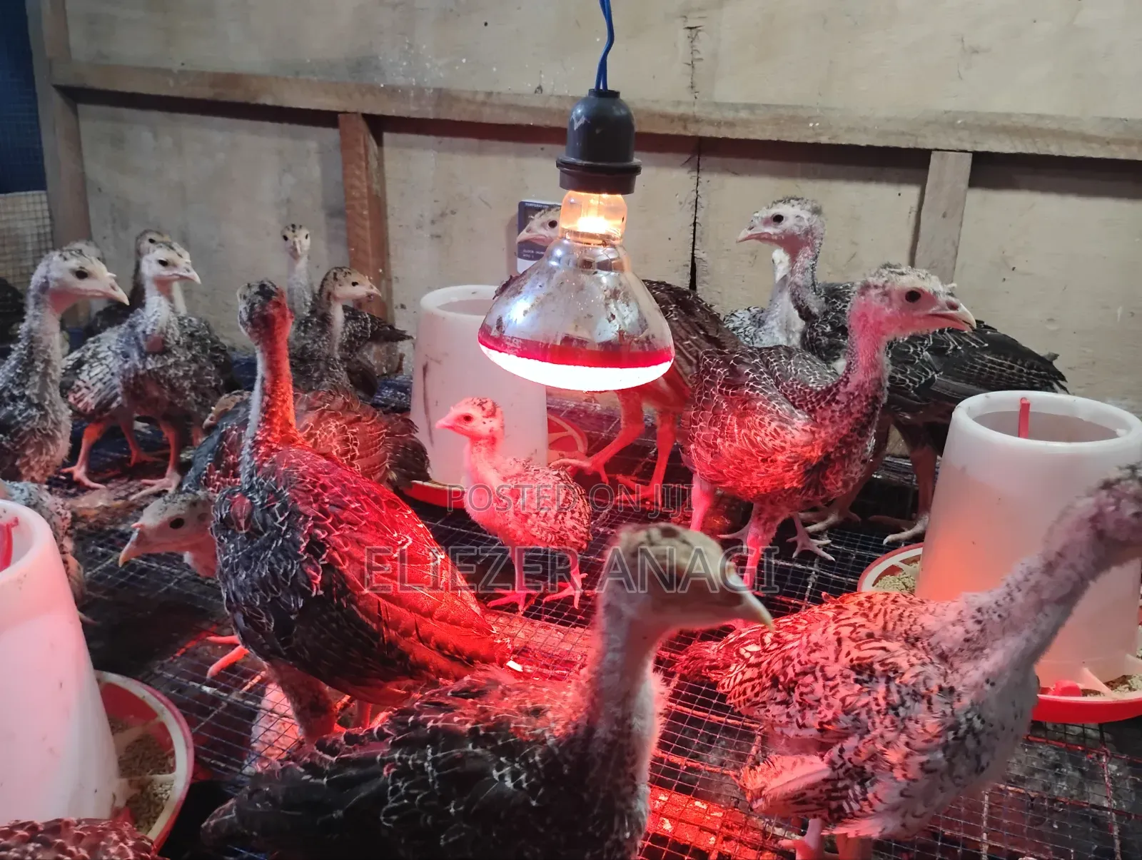 Turkey Poults for Sale
