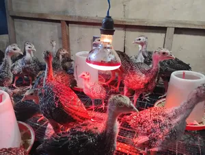 Turkey Poults for Sale
