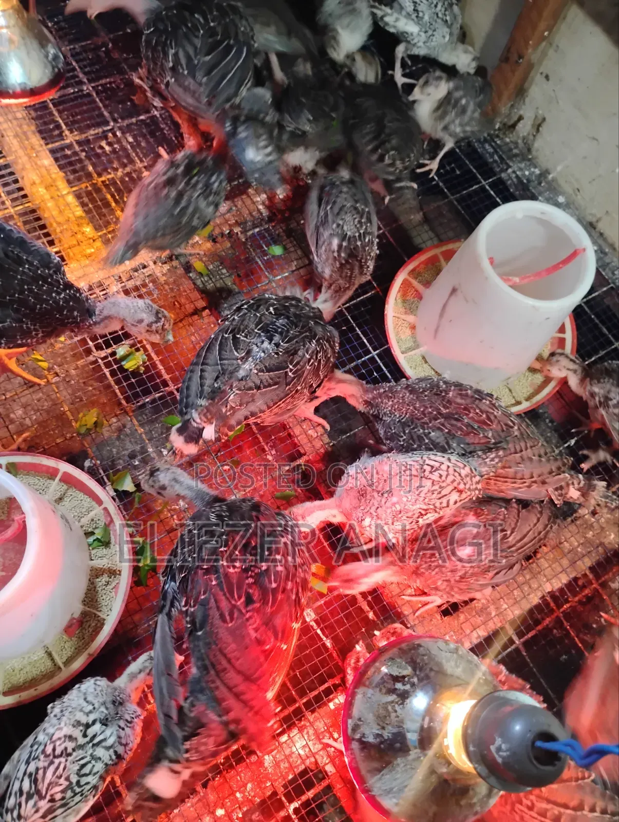 Turkey Poults for Sale