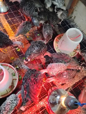 Turkey Poults for Sale