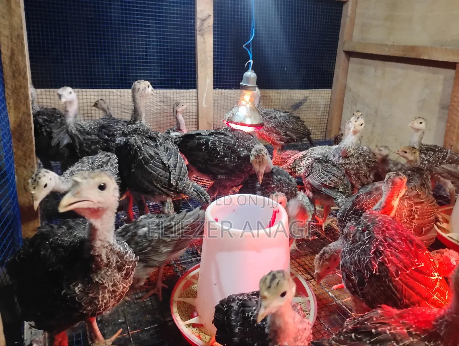Turkey Poults for Sale