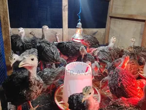Turkey Poults for Sale