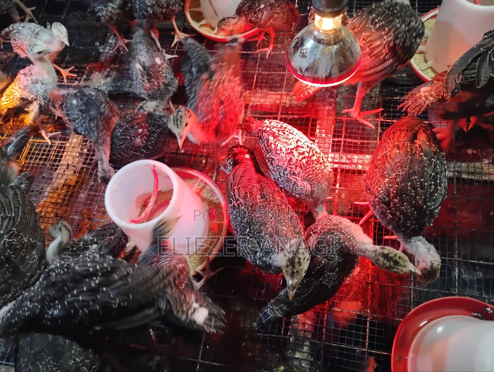 Turkey Poults for Sale
