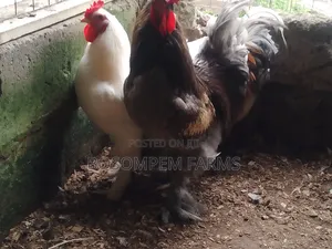 Brahma Chicken (Pure Breed)