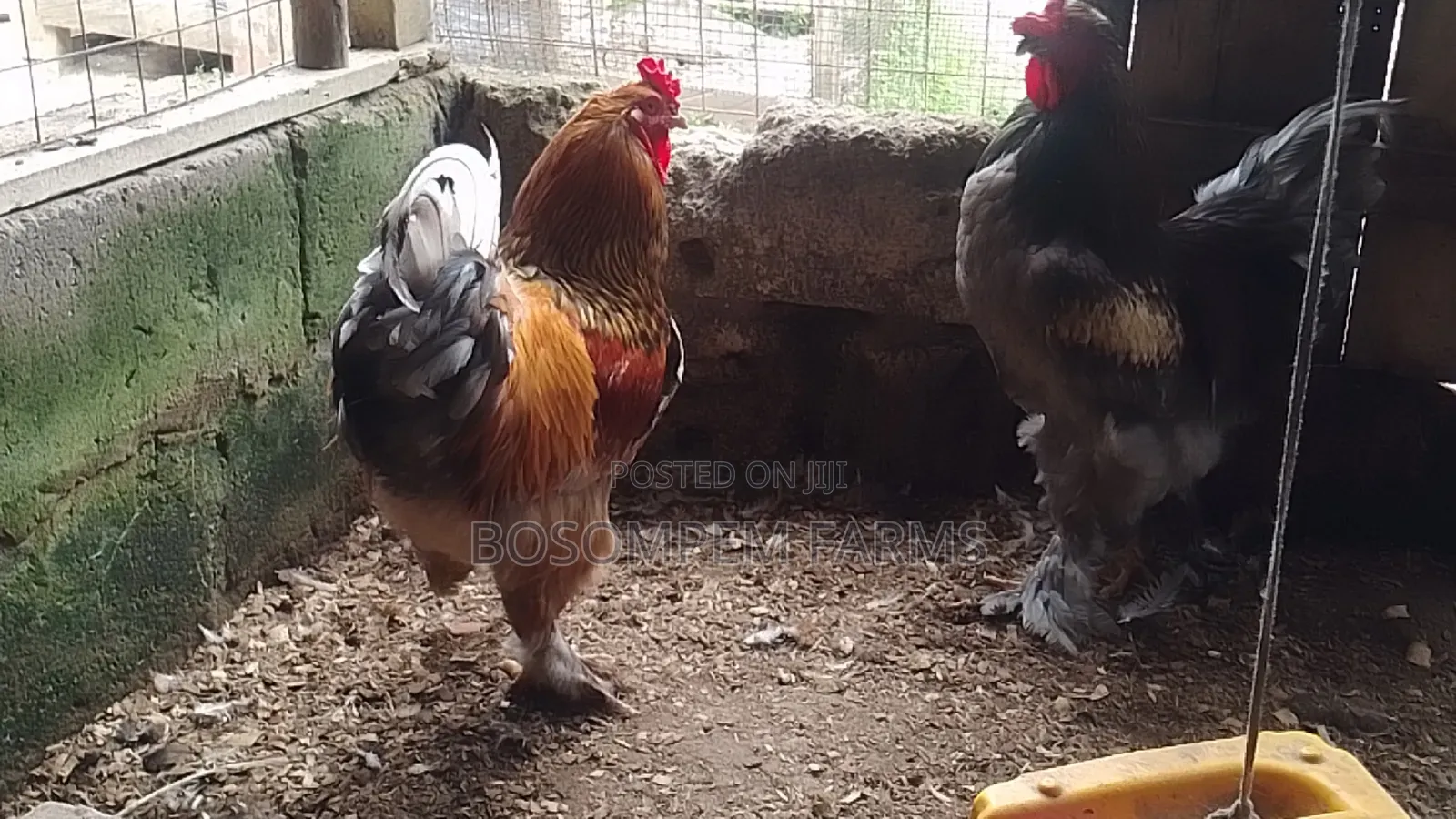 Brahma Chicken (Pure Breed)