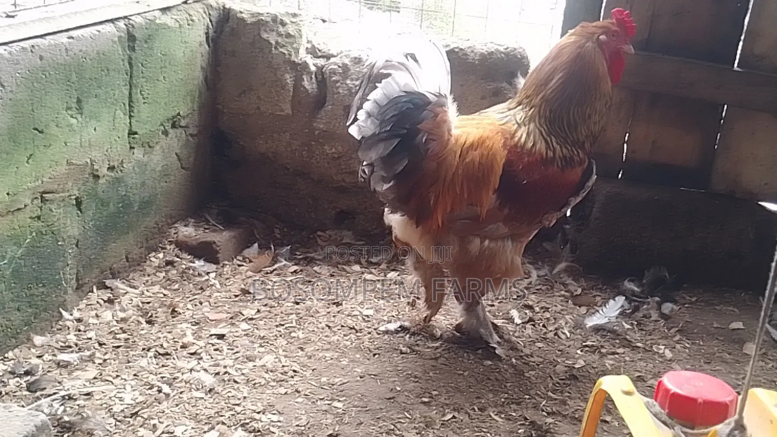 Brahma Chicken (Pure Breed)