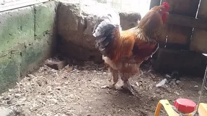 Brahma Chicken (Pure Breed)