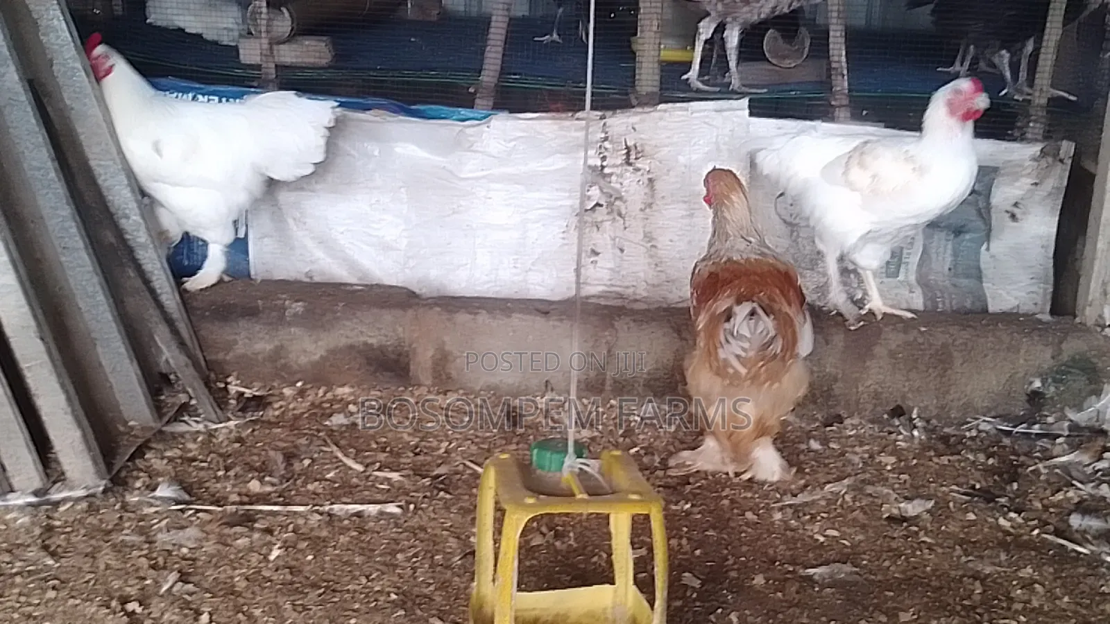 Brahma Chicken (Pure Breed)