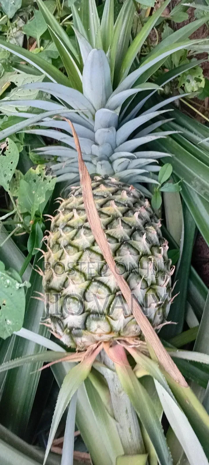 Fresh Pineapple