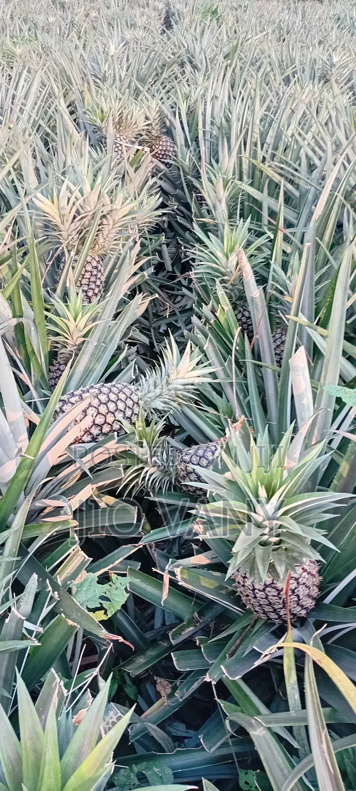 Fresh Pineapple