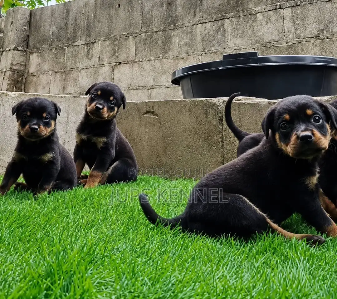 1-3 months Female Purebred Rottweiler