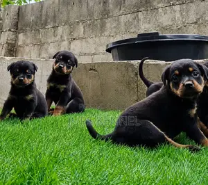 1-3 months Female Purebred Rottweiler
