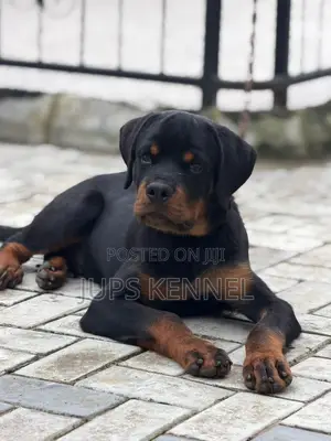 3-6 months Male Purebred Rottweiler