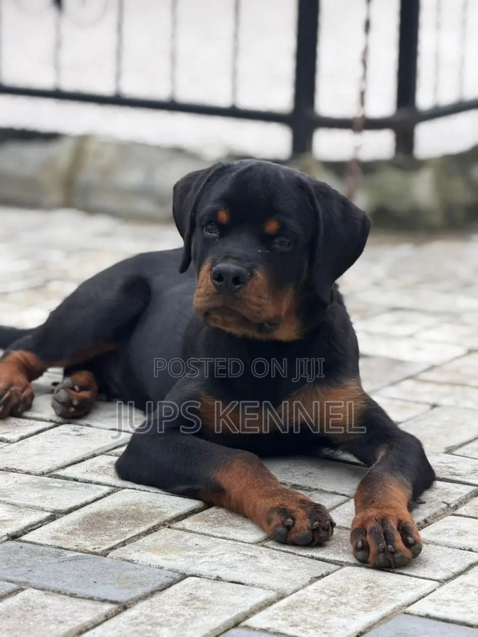 3-6 months Male Purebred Rottweiler