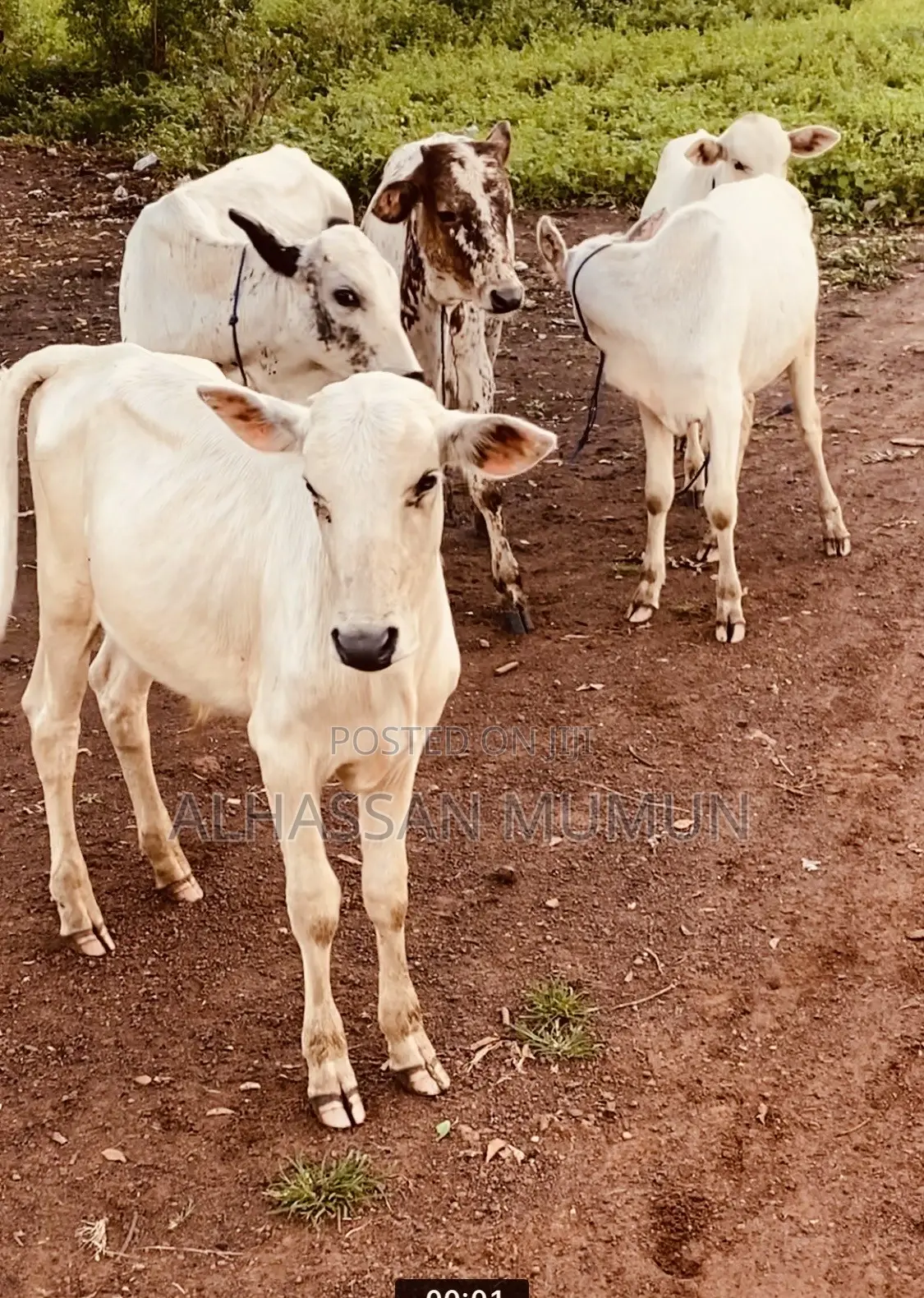 Afa Alhassan Farms Animals