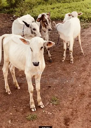 Afa Alhassan Farms Animals