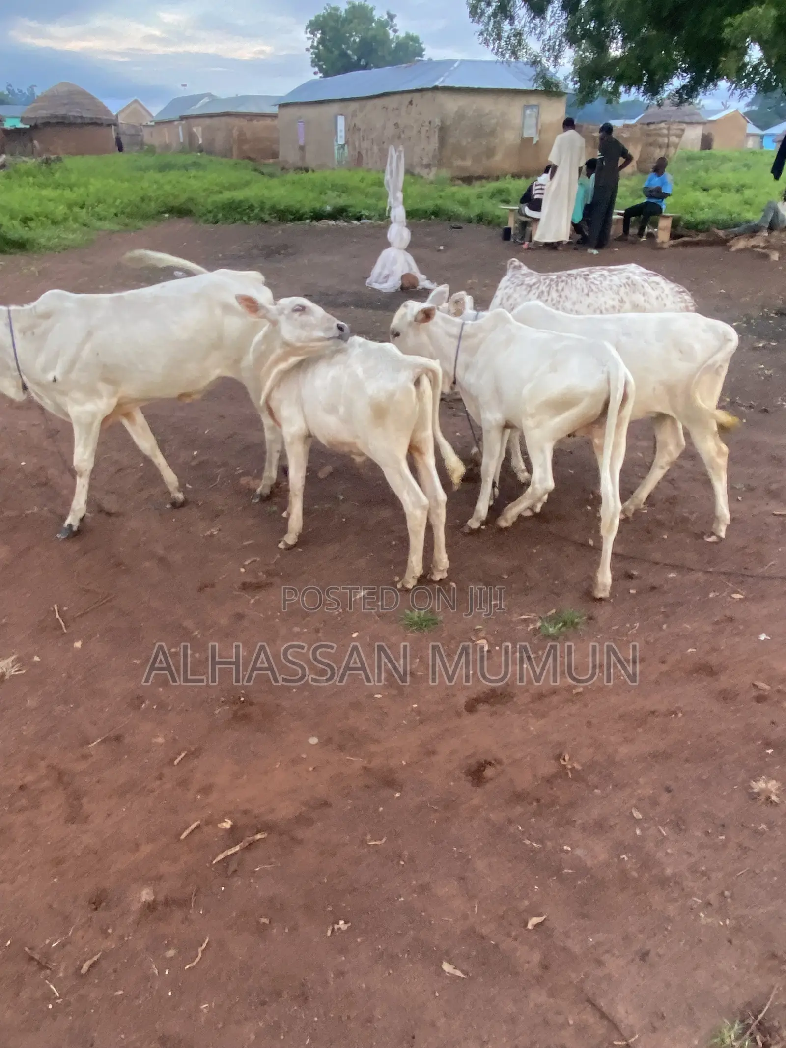 Afa Alhassan Farms Animals