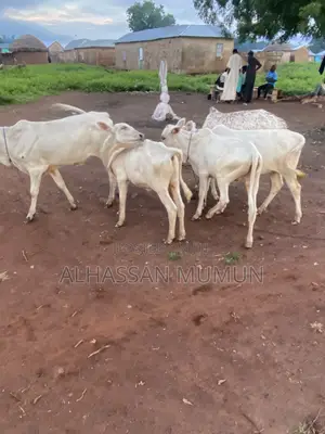 Afa Alhassan Farms Animals