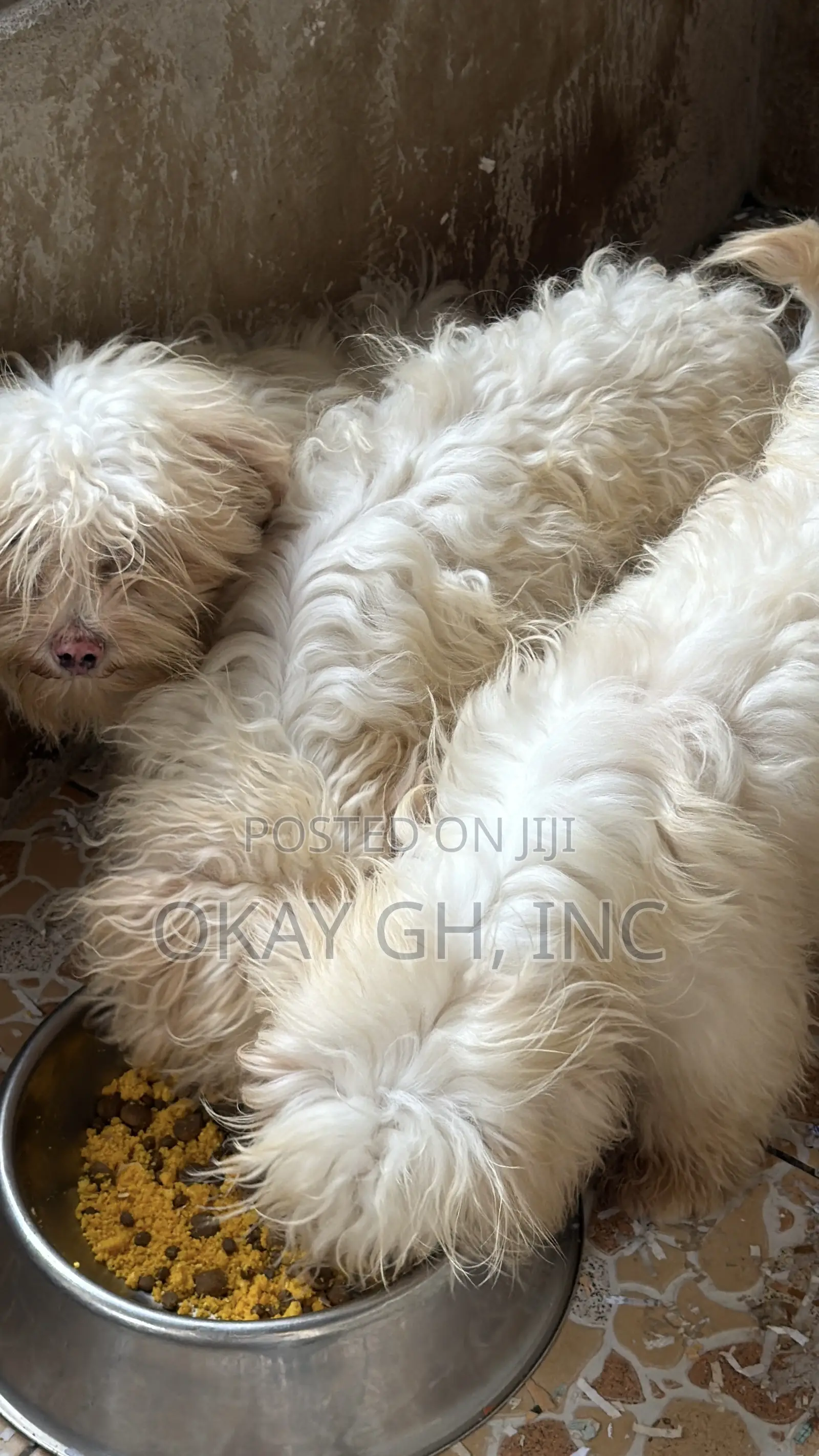 3-6 months Male Purebred Poodle